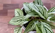 Cara merawat tanaman hias calathea yang layu karena hama, jangan asal pakai insektisida!