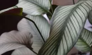 5 Penyebab daun tanaman hias calathea menggulung, keriput hingga tepiannya bisa pecah saat disentuh