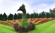 Taman Bunga Nusantara Puncak Cianjur