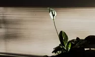 3 Cara merawat tanaman hias peace lily yang paling dasar, memperhatikan lahan tanam utamanya