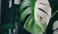 Tips merawat daun tanaman hias monstera agar mengkilap dan rimbun