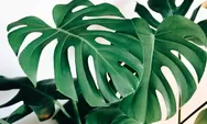 15 Manfaat tanaman hias monstera, salah satunya untuk mengobati gigitan ular