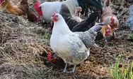 Trik Jitu! Budidaya Ayam Kampung, yang Mungkin Belum Terpikirkan, Dijamin Untung Besar