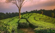 Kebun Teh Rancabali dan Kebun Teh Sukawana, Destinasi Wisata Kebun Teh Terindah di Indonesia