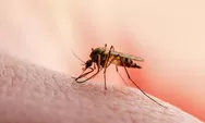 Ini Dia Gejala, Penyebab, Cara Mengobati dan Cara Penceggahan DBD  Pada Orang Dewasa dan Anak-anak