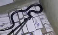 Warga di Ciracas Tertimpa Ular saat Berada di Kamar Mandi!
