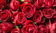  5 Tips merawat tangkai bunga mawar dengan baik agar tak cepat layu, pecinta bunga wajib tahu!