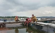 200 ton ikan milik petani di Waduk Kedung Ombo mati, ternyata ini penyebabnya