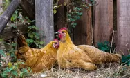 Langkah Sukses ! Budidaya Ayam Kampung, Yang wajib di Ketahui Peternak