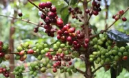 Wisata Kopi Indonesia Mempunya Potensi Besar
