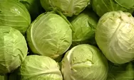 Kubis Aman Untuk Penderita Asam Lambung? Ini Penjelasannya!