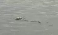 Viral! Buaya Bantu Tim SAR Cari Balita Tenggelam, Kok Bisa?