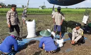 Polisi di Blora Turun ke Sawah Saat Panen Kacang, Apa Kata Petani?