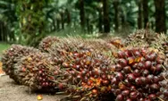 Uni Eropa sahkan UU Produk Bebas Deforestasi, Indonesia dan Malaysia sepakat perangi "diskriminasi"
