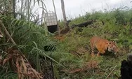 Empat orang anggota tim patroli hutan diserang harimau di Aceh Selatan, begini kondisi mereka