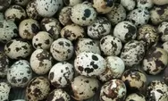 5 Manfaat telur puyuh untuk kesehatan, menguragi risiko jantung hingga cegah kanker