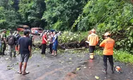 Akibat Hujan Disertai Angin, Pohon Aren Tumbang Tutup Jalur Weleri-Sukorejo Kendal