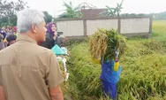 Beberapa Wilayah di Jateng Panen Raya Padi, Ganjar Minta Bulog Serap Hasil Panen untuk Stabilkan Harga Beras 