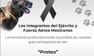 Evakuasi  Korban Gempa Turki, Anjing Penyelamat Asal Meksiko Proteo Dikabarkan Gugur 
