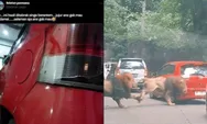 VIRAL! Mobil Pengunjung Taman Safari di Tabrak Singa