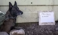 Selamat Tinggal Proteo! Ini Alasannya Mengapa Anjing Bisa Mendeteksi Korban Gempa Bumi