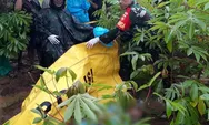Mayat Perempuan Karyawan Pabrik Ditemukan di Kebun Singkong Limpung, Ini Identitasnya
