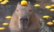 Mengenal Capybara dengan Julukan Masbro Hewan Ini Mengutamakan Me Time!