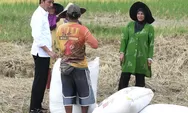 Cek Harga Gabah, Presiden Hampiri Petani