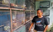 Pawirodoro membreding burung tekukur warna multikuk punya seni tersendiri