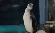 5 Bayi Penguin Menetas di Ocean Dream Samudra  Ancol