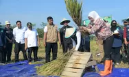 Panen Padi di Purwakarta Meningkat, Bupati: Kita di Jalur Tepat Bangun Ketahanan Pangan