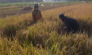 Jaga Sawah dari Alih Fungsi Lahan, Ini yang Dilakukan Pemkab Purwakarta