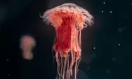 5 Makhluk Hidup Paling Unik yang Ditemukan di Laut Dalam