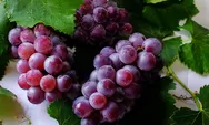 4 Manfaat Anggur Untuk Kesehatan Yang Harus Kamu Tau