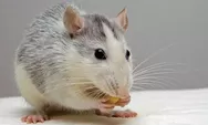 Cara Jitu Mengusir Tikus dari Rumah, Kontrol Tikus dengan Mudah, Rumah Anti Tikus