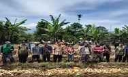 Petani Karo Panen Kentang Hasil Program Aspirasi Ketua DPRD SU