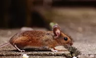 Tikus Penghancur Segalanya, Memiliki Kemampuan Reproduksi Tinggi, Ini Dia Rumah Anti Tikus