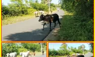 Pemdes Bunga Kecamatan Luwuk Utara Banggai Minta Pol-PP Tertibkan Ternak Yang Keliaran di Jalan Trans Sulawesi