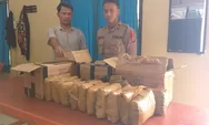 Polres Taput Gagalkan Pengiriman 12 Kg Ganja Diamankan Dari Bandara Silangit