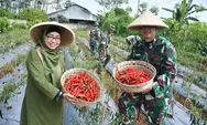 Jelang Lebaran Idul Fitri Kodim 0736 Batang Panen Cabe Merah Besar, Pj Bupati: Langkah Nyata Tekan Inflasi