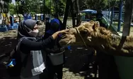 Program Baru di Semarang Zoo Sambut Lebaran 2023, Pengunjung Bisa Lebih Sering Berinteraksi ke Satwa