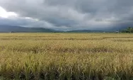 Indah Panorama Padi Sawah Kawasan Persawahan Iteng Manggarai Flores NTT  Sebelum Panen