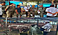 Mengecewakan, Razia Ternak Babi di Stabat Hanya Ecek-ecek, Hanya Diberi Surat Himbauan