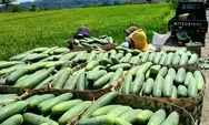Petani mentimun tetap tersenyum, meski harga turun menjadi Rp 1500 per kilogram
