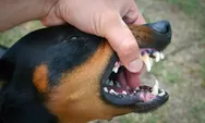 Viral kasus rabies di NTT hingga makan korban, simak penjelasan dan gejala dari penyakit anjing gila di sini