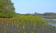 Lampung Dukung Rehabilitasi Mangrove Guna Jaga Kelestarian Ekosistem Pesisir Pantai