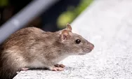 16 Cara mudah mengusir hewan tikus tanpa perlu menggunakan racun, yuk simak!