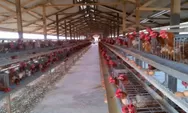 Daya Beli Turun, Peternak Telur Ayam Keluhkan Omzet Turun