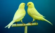 Tak Sekadar Hobi, Mendengar Kicauan Burung Baik untuk Kesehatan Mental