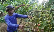 Harga Naik, Aksi Pencurian Kopi di Desa Surjo Batang Marak